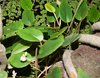 Begonia schulzei.JPG