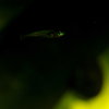 2024-08-19_Oryzias_01.jpg