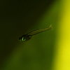2024-08-19_Oryzias_02.jpg