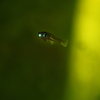 2024-08-19_Oryzias_04.jpg