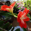 2025-04-12_Amarillis_01k.jpg