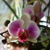 2025-04-12_Orchidee_02k.jpg