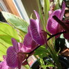 2025-04-11_Orchidee_03k.jpg