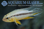 619523-apistogramma-gephyra-santa-isabel1.jpg 619523-apistogramma-gephyra-santa-isabel1.jpg