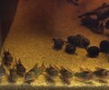 IMG_1245.jpeg IMG_1245.jpeg