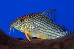 corydoras_sterbai_7.jpg