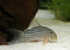 Corydoras_sterbai (002).jpg