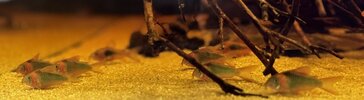 IMG_1494.jpeg IMG_1494.jpeg