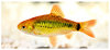 Gelber Fisch.jpg