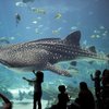 Whale_Shark_Aquarium_Georgia.jpg