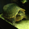Sternotherus