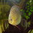 martin_setz