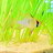 Cameo111