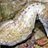hippocampus