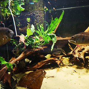 Mein Aquarium