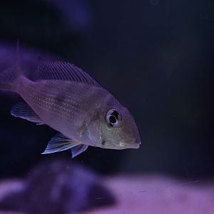 Geophagus sp. Rio Branco