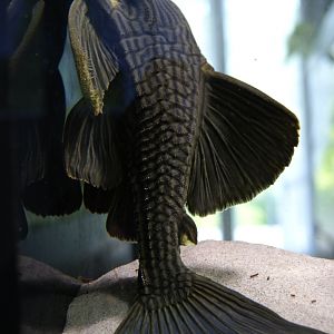 L190