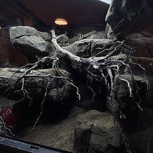 3D Rückwand Felsenterrarium