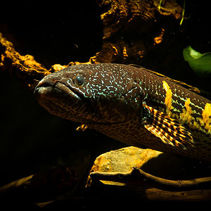Channa aurantimaculata