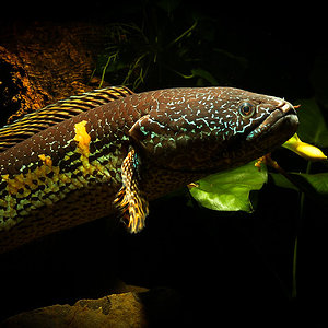 Channa aurantimaculata