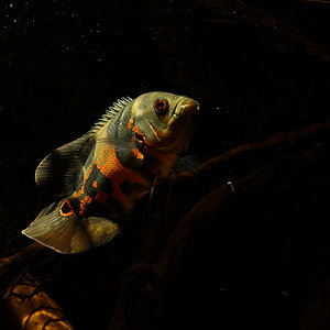 Pfauenaugenbuntbarsche (Astronotus ocellatus)