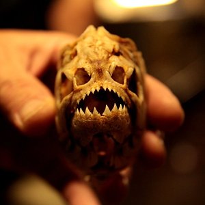 Schädel Roter Piranha (Pygocentrus nattereri)
