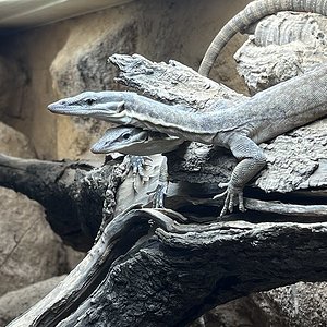 Varanus glauerti (Kimberly Felsenwaran)