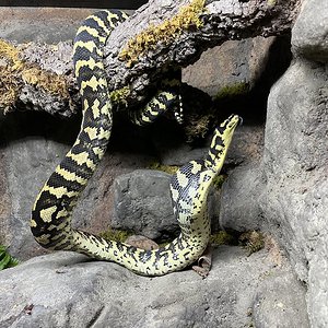 Morelia spilota cheynei