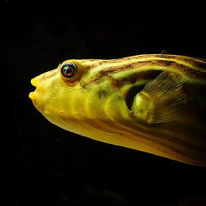 Nilkugelfisch "Fahaka" (Tetraodon lineatus)