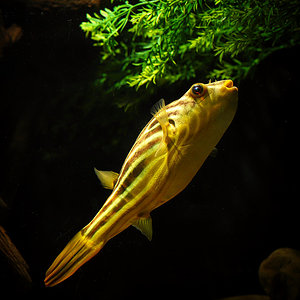 Nilkugelfisch "Fahaka" (Tetraodon lineatus)