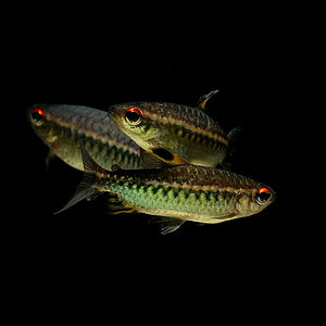 afrikanischer Rotaugensalmler (Arnoldichthys spilopterus)