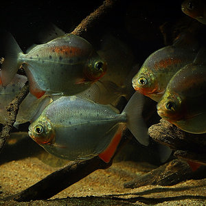 Scheibensalmler (metynnis maculatus)