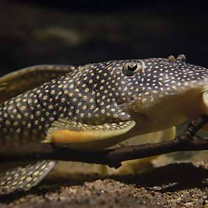 L14 (Sobinancistrus aureatus)