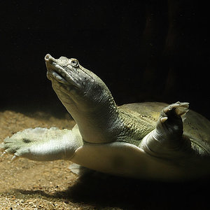 Chinesische Weichschildkröte (Pelodiscus sinensis)
