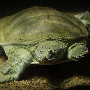 Chinesische Weichschildkröte (Pelodiscus sinensis)