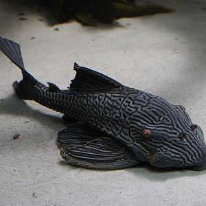 L190