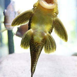 L81